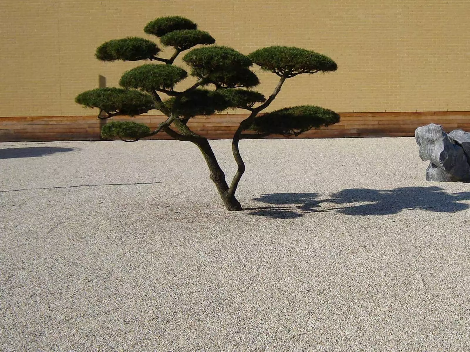 Zen Garten mit Bonsai